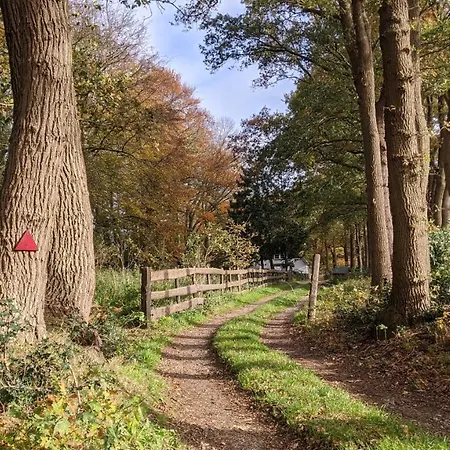 Op De Veluwe # Beuk *