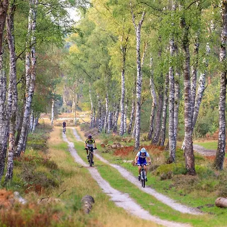 Op De Veluwe # Beuk *