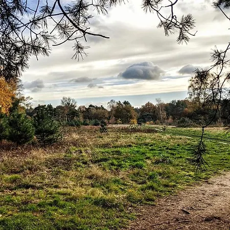 Op De Veluwe # Beuk *