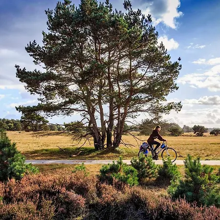 Op De Veluwe # Beuk *