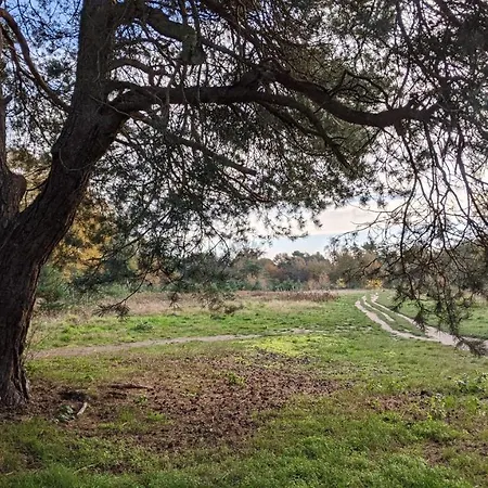 Chalet Op De Veluwe # Beuk