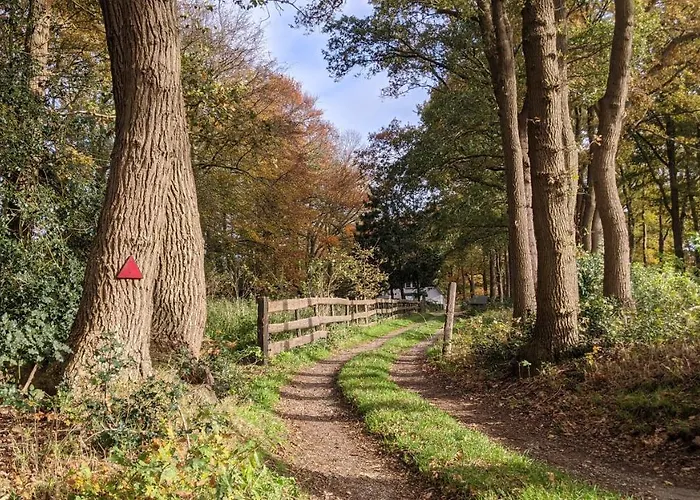 Op De Veluwe # Beuk *