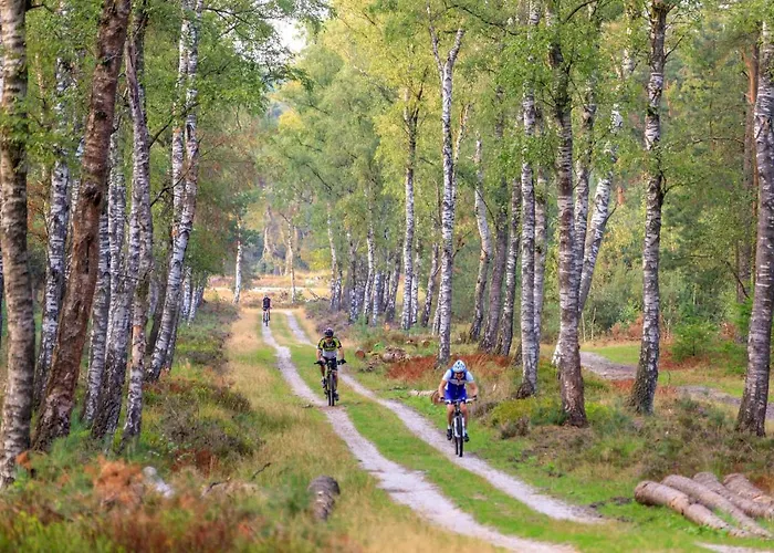 Op De Veluwe # Beuk *