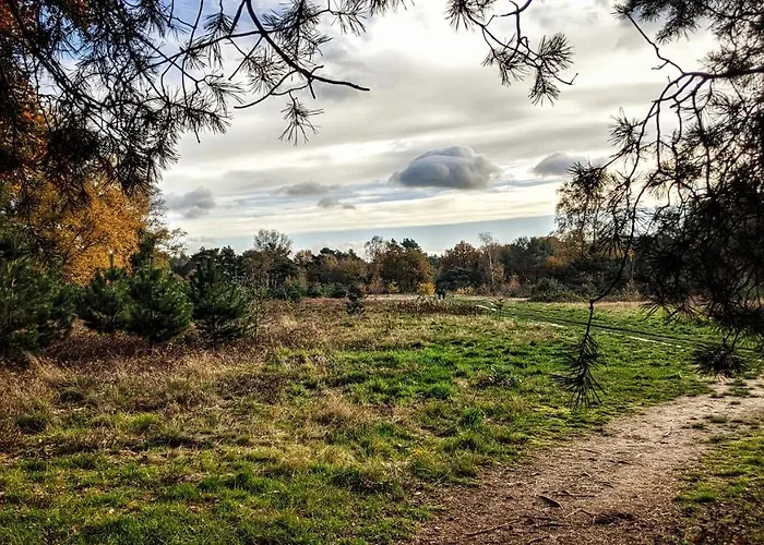 Op De Veluwe # Beuk *