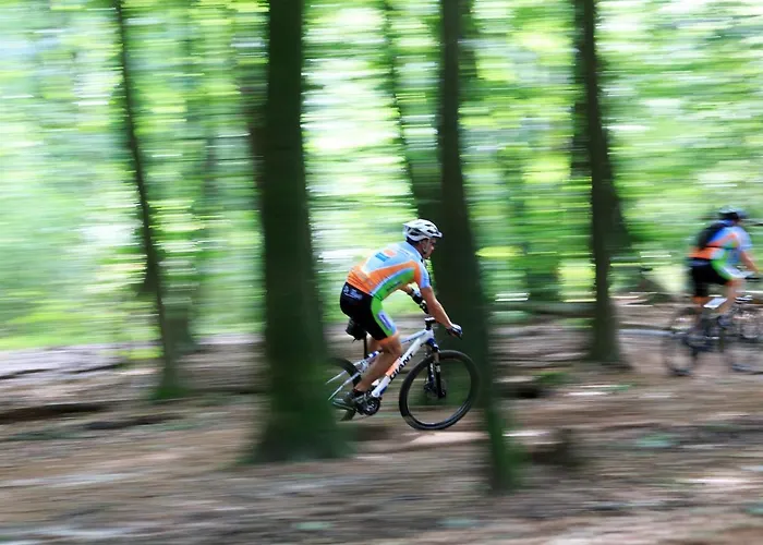 Alpstuga Op De Veluwe # Beuk