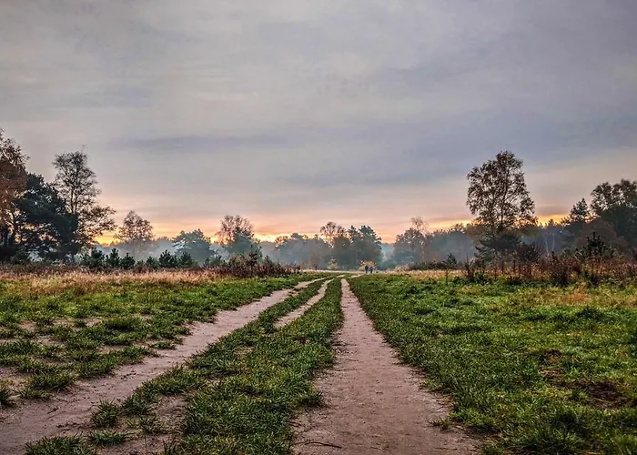 Op De Veluwe # Beuk * Putten