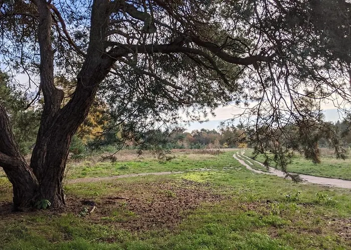 בקתה Op De Veluwe # Beuk