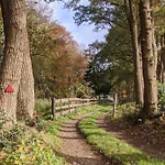 Op De Veluwe # Beuk *