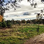 Op De Veluwe # Beuk *
