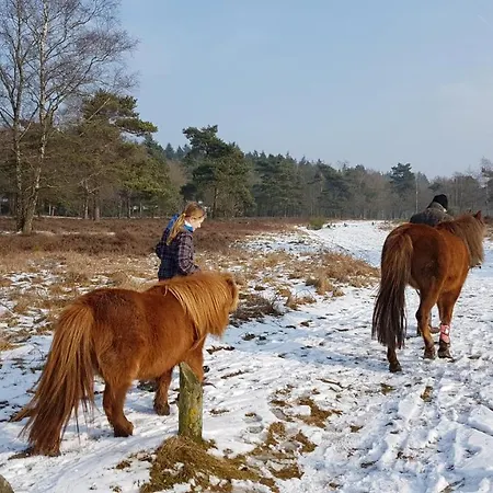Alpehytte Op De Veluwe # Beuk