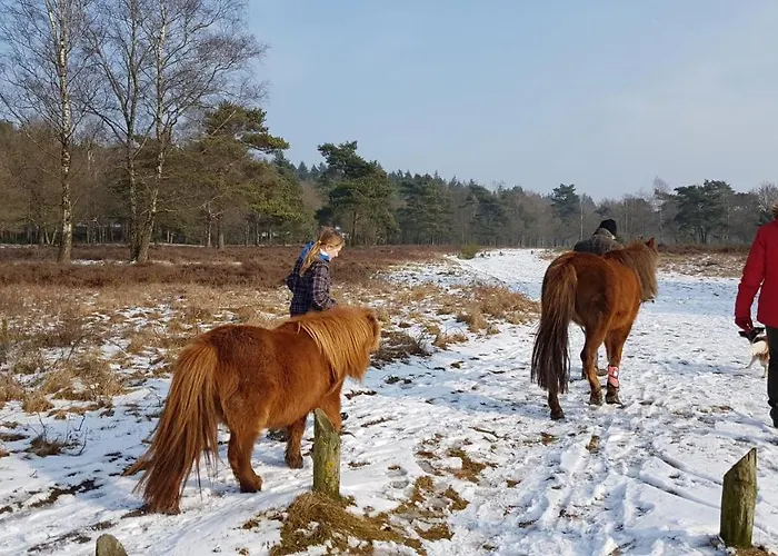 Alpstuga Op De Veluwe # Beuk
